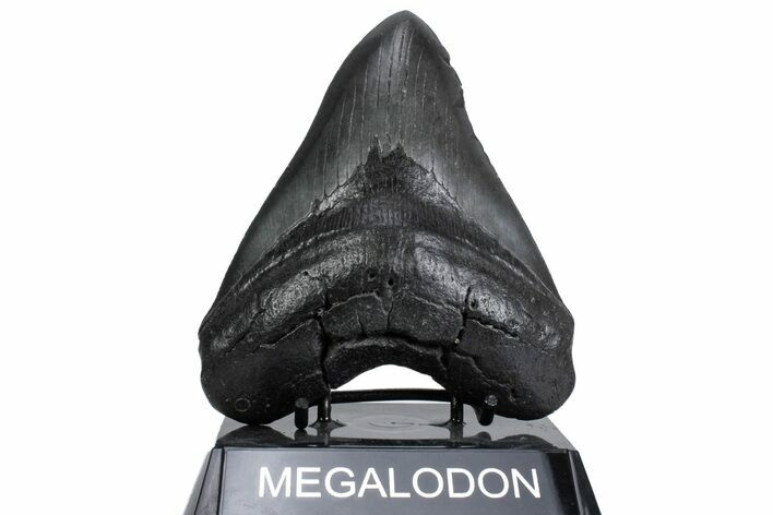 Fossil Megalodon Tooth - South Carolina #380074